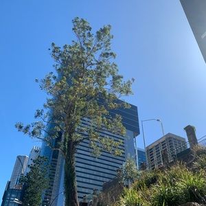 Meet your Posher, Ysabella